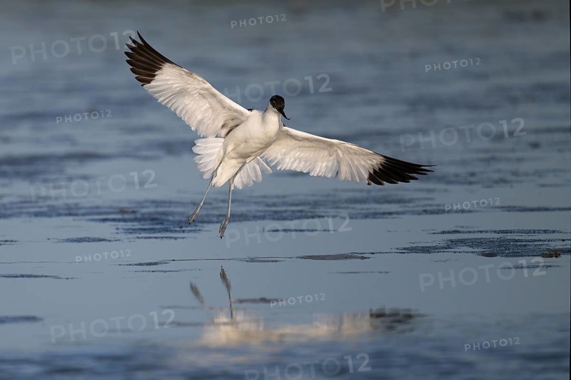 Avocet (Recurvirostra avosetta), Texel, Netherlands