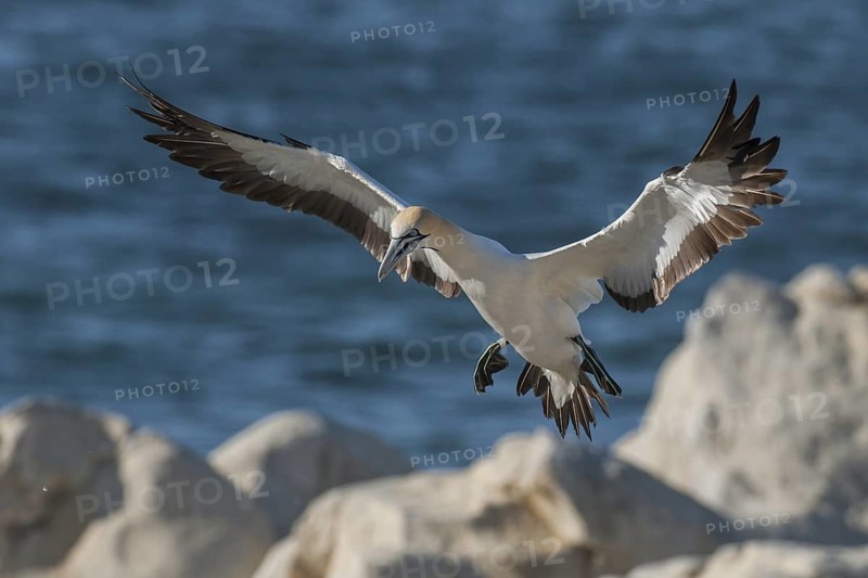 Cape Gannet (Morus capensis) flying, Western Cape, South Africa