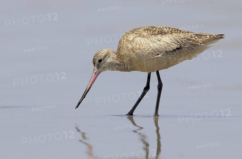Marbled Godwit (Limosa fedoa), Texas, USA