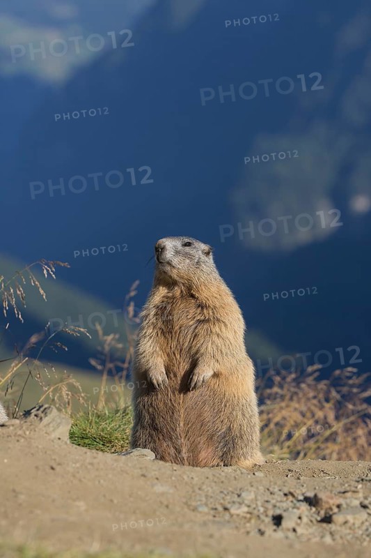 One adult Alpine Marmot, Marmota marmota, sitting erected on a rim of a soil, observing his surrounding in late light