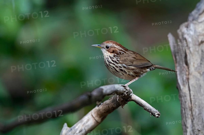 Puff-throated Babbler (Pellorneum ruficeps shanense), Yunnan, China
