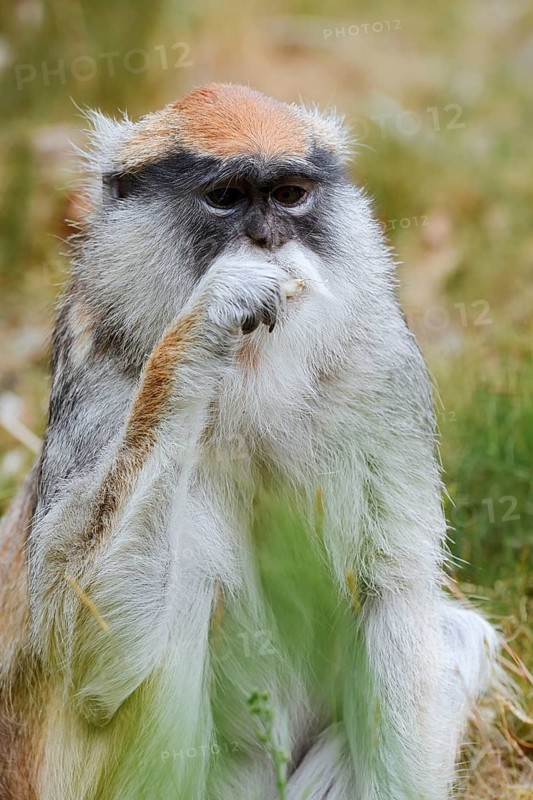 Western hussar monkey (Erythrocebus patas patas), captive, occurring in Africa