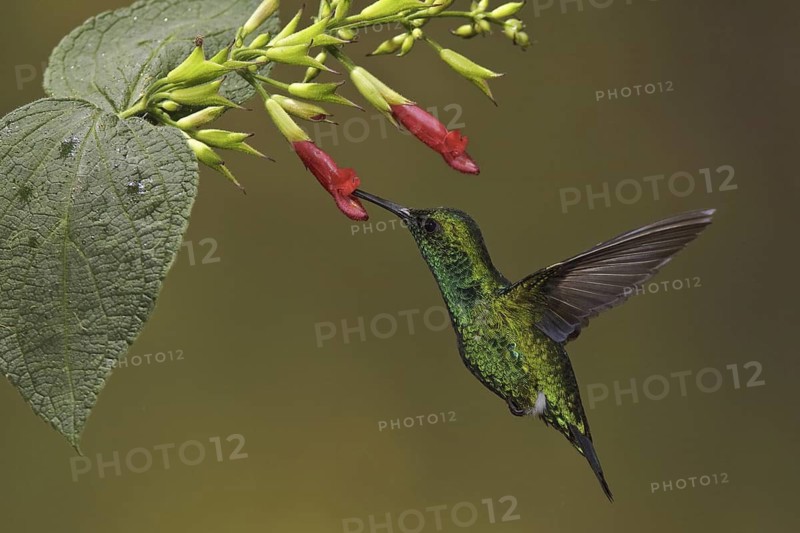Western Emerald (Chlorostilbon melanorhynchus), Ecuador