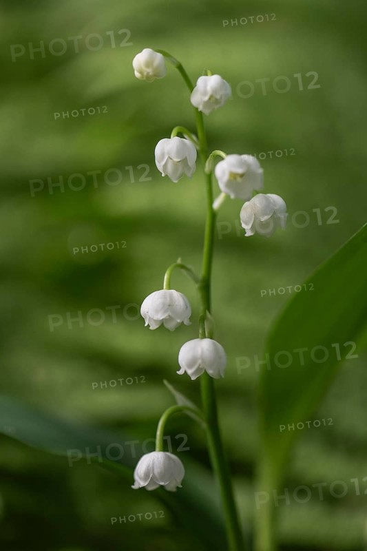 Lily of the valley (Convallaria majalis), Emsland, Lower Saxony, Germany