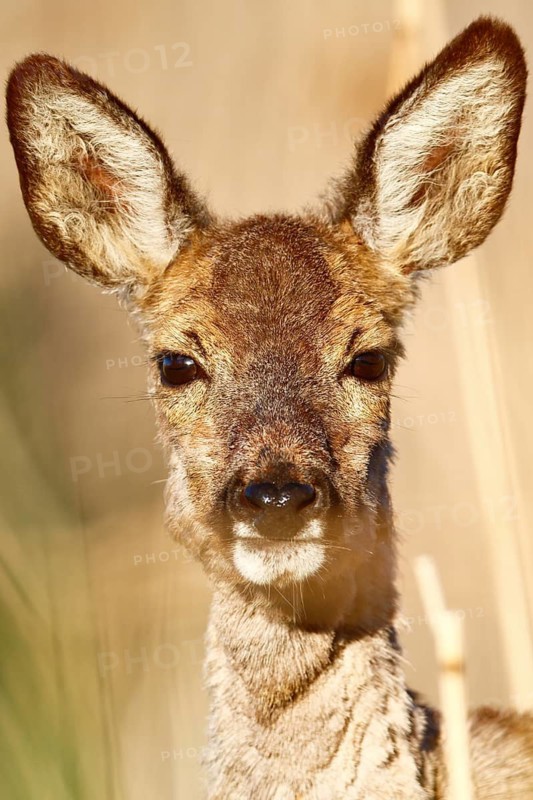 European roe deer (Capreolus capreolus), female, portrait of a doe, Flusslandschaft Peenetal Nature Park, Mecklenburg-Western Pomerania, Germany