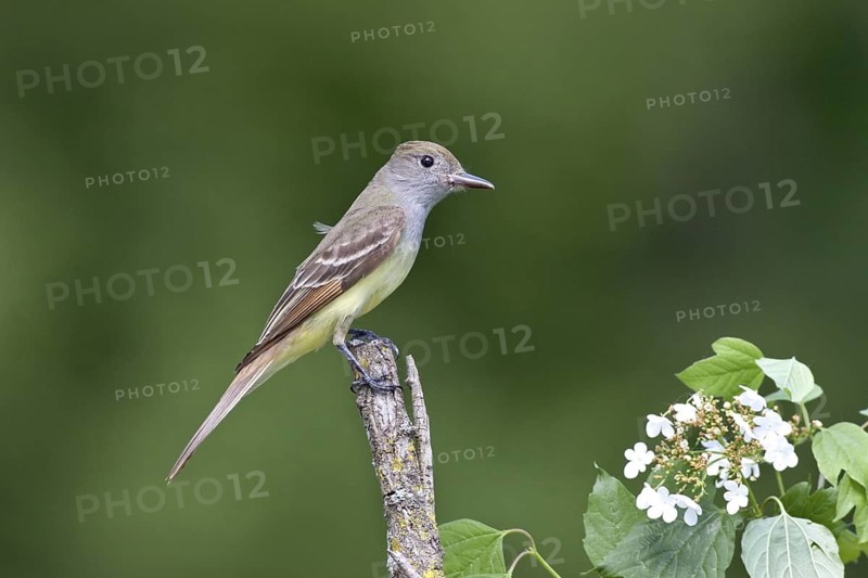 Great Crested Flycatcher Myiarchus crinitus Eden Prairie, Hennipen County, Minnesota, United States 2 June Adult Tyrranidae
