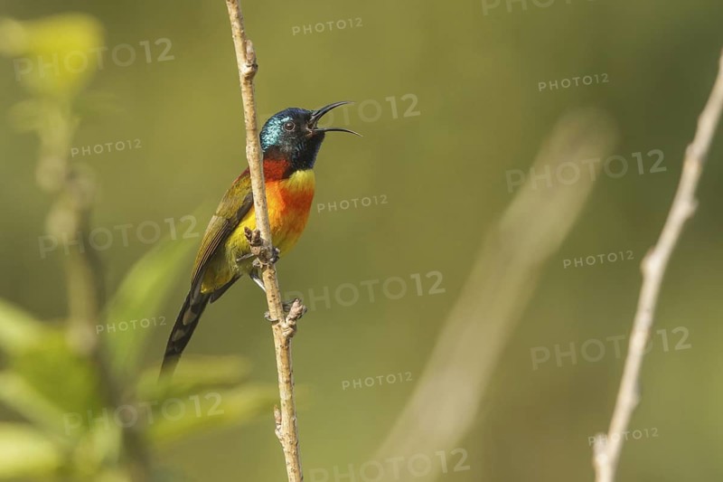 Green-tailed Sunbird (Aethopyga nipalensis) male singing, Doi Inthanon, Thailand