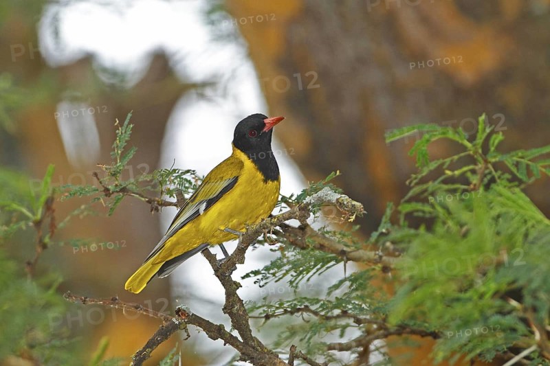 Black-headed Oriole (Oriolus larvatus), Lake Baringo, Kenya