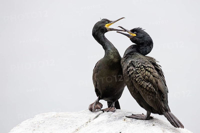 Cormorant (Gulosus aristotelis), breeding pair during mating, Hornøya Island, Vardø, Varanger, Finnmark, Norway