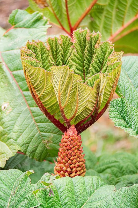 Detailed view of the distinctive textured leaves of Gunnera tinctoria emerging in spring with vibrant colors and intricate patterns, showcasing the beauty and diversity of nature