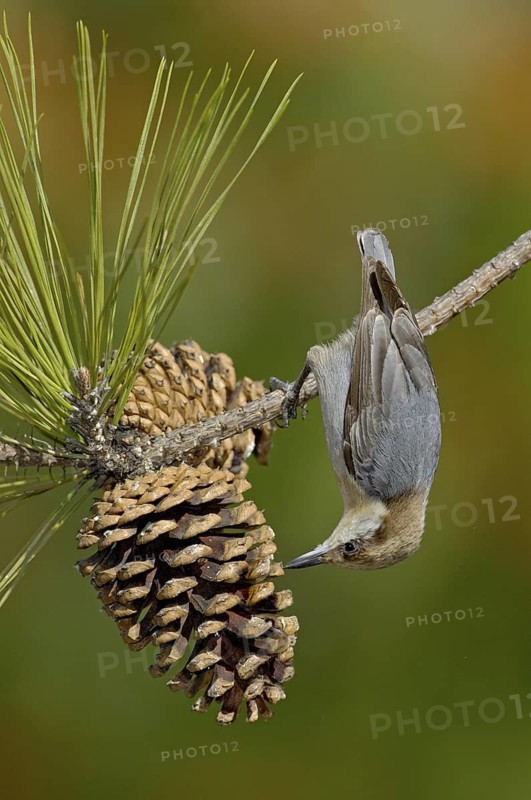 Brown-headed Nuthatch (Sitta pusilla), Texas, USA