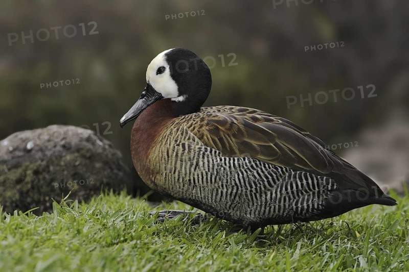 White-faced Whistling Duck (Dendrocygna viduata), Hawaii, USA