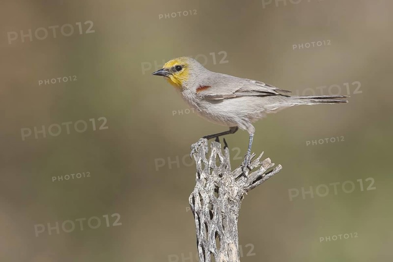 Verdin (Auriparus flaviceps), California, USA