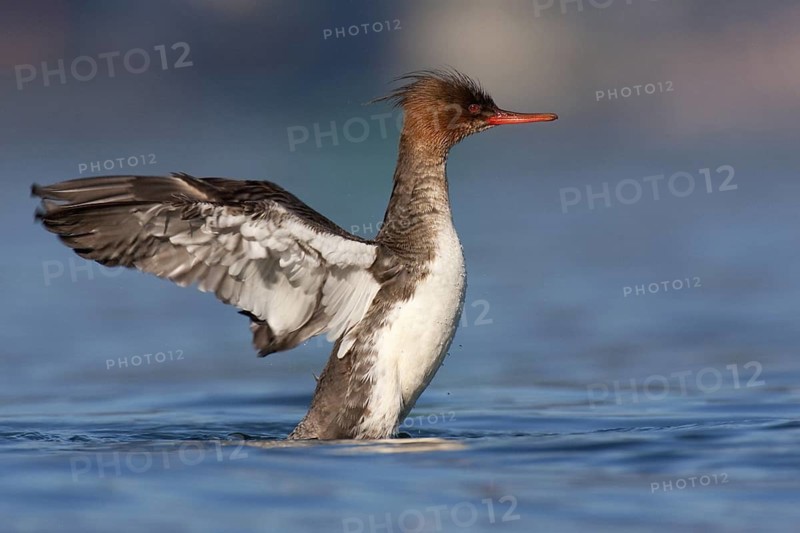 Red-breasted Merganser (Mergus serrator) female, British Columbia, Canada