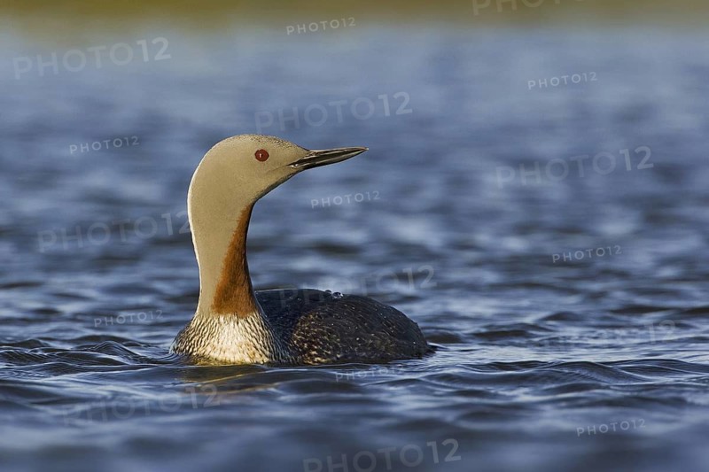 Red-throated Loon (Gavia stellata), Iceland