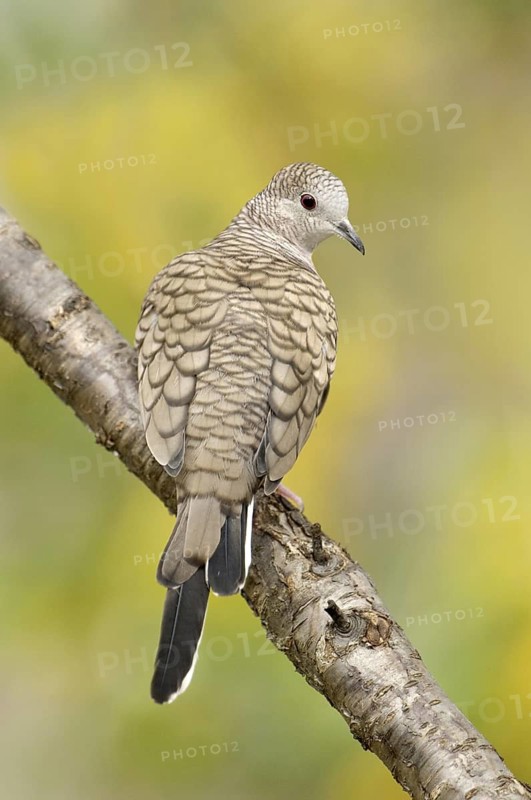 Inca Dove (Columbina inca), Arizona, USA