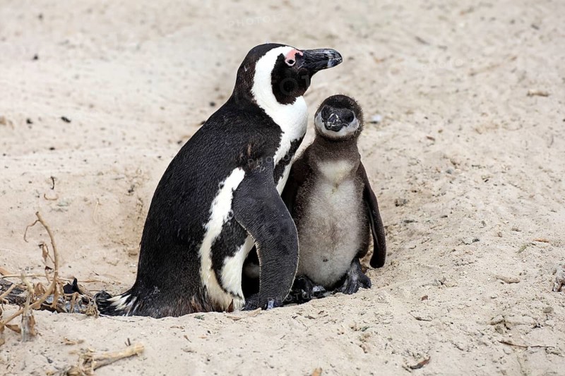 African penguin (Spheniscus demersus), adult, juvenile, chick, nest, beach, Boulders Beach, Simonstown, Western Cape, South Africa, Africa, Germany