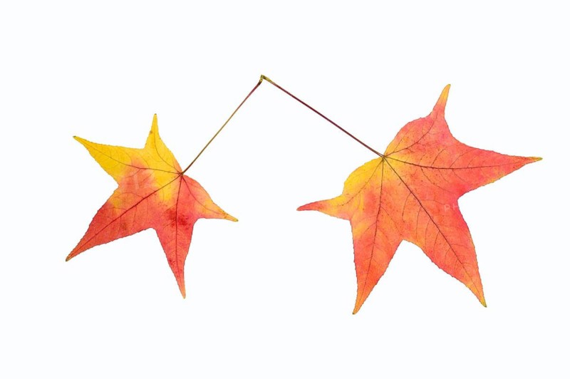 Fan maple (Acer palmatum, leaf in autumn on a white background