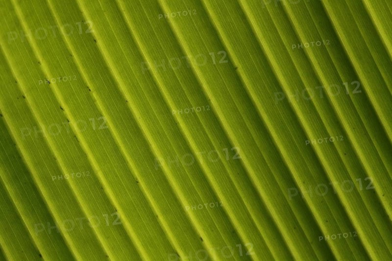 Banana leaf (Musa acuminata x balbisiana) in detail, leaf with veins, plant leaf, green structure, pattern, monochrome, lines, parallel, diagonal, stripes, regular, background, banana tree, macro photograph, Marangu, Tanzania, East Africa