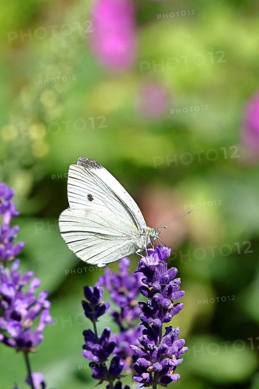 A Cabbage butterfly (Pieris brassicae) sucking nectar on the flower of true lavender (Lavandula angustifolia), in a natural environment in the wild, nice bokeh in the background, wildlife, insects, butterflies, butterflies, Wilnsdorf, North Rhine-Westphalia, Germany