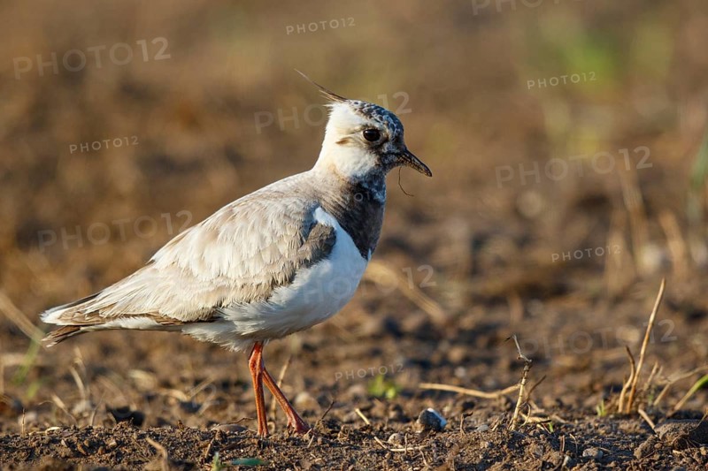 Northern Lapwing (Vanellus vanellus) partial albino, Netherlands