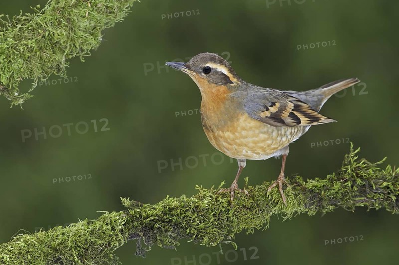 Varied Thrush (Ixoreus naevius), British Columbia, Canada