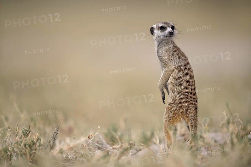 Meerkats or suricates (Suricata suricatta), Makgadikgadi Salt Pans, Makgadikgadi Pans National Park, Central District, Botswana