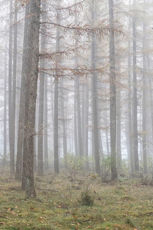 Fog in the larch forest (Larix decidua), Emsland, Lower Saxony, Germany