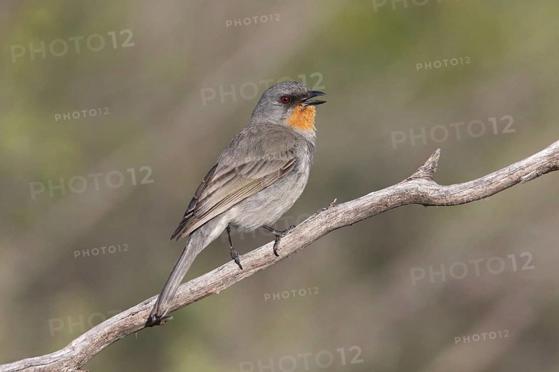 Gilbert's Whistler (Pachycephala inornata) male singing, perched on a branch, Victoria, Australia