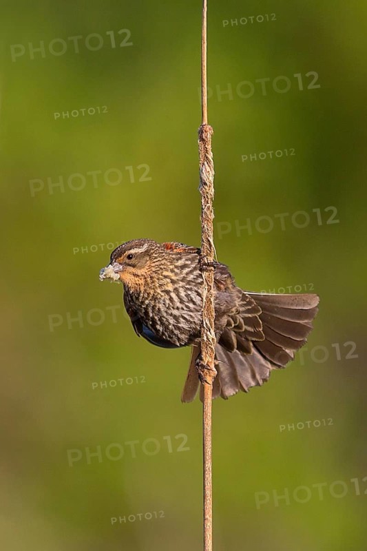 Red-winged Blackbird (Agelaius phoeniceus) female, Washington, USA