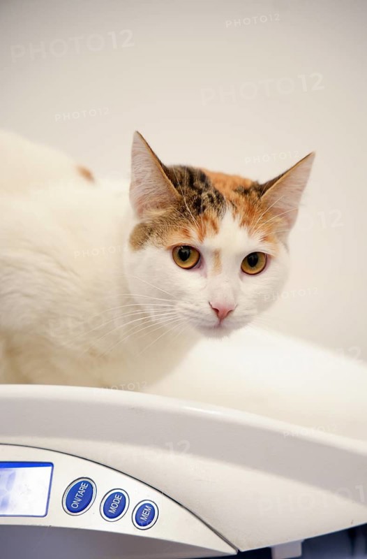 A calico cat sits on a digital veterinary scale at the clinic. The close-up image highlights the cat's attentive gaze, illustrating routine cat health assessments