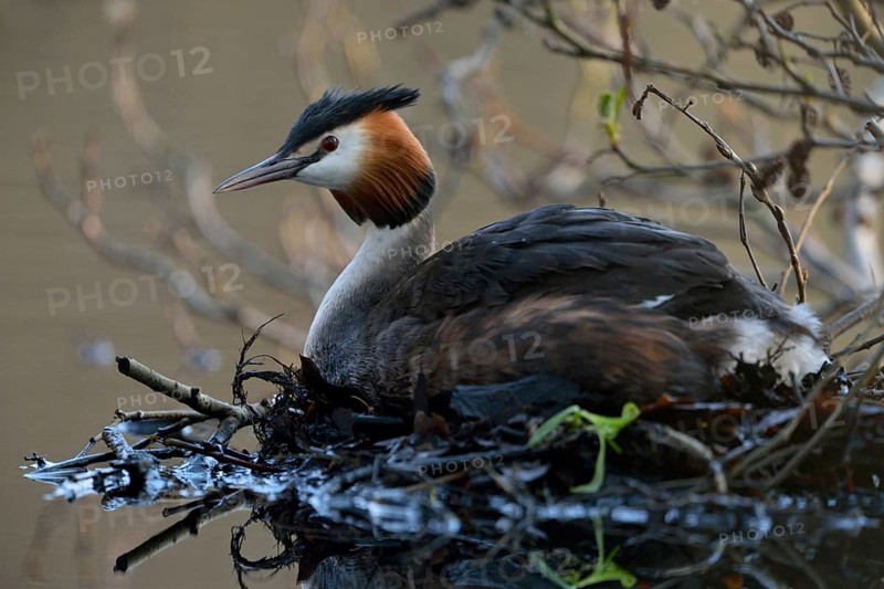 Great Crested Grebe (Podiceps cristatus) incubating, North Rhine-Westphalia, Germany