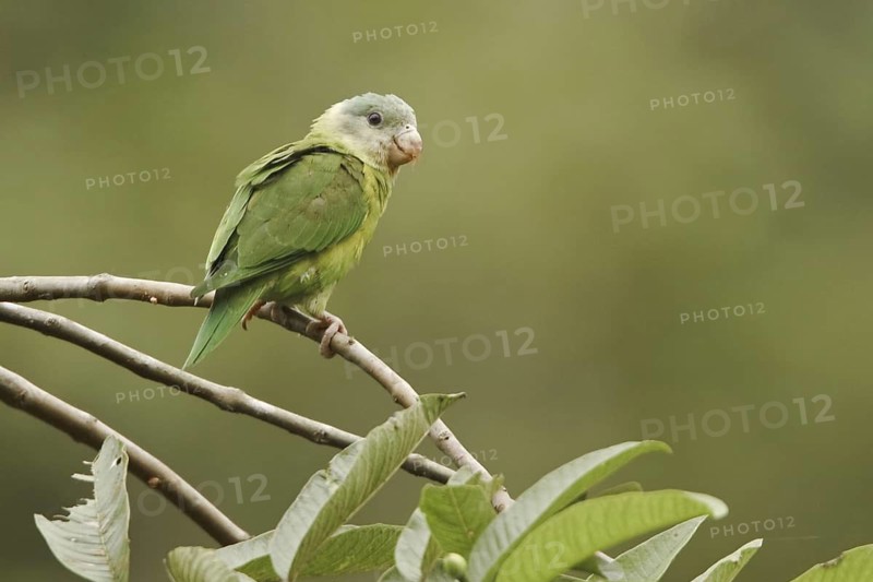 Grey-cheeked Parakeet (Brotogeris pyrrhoptera), Ecuador