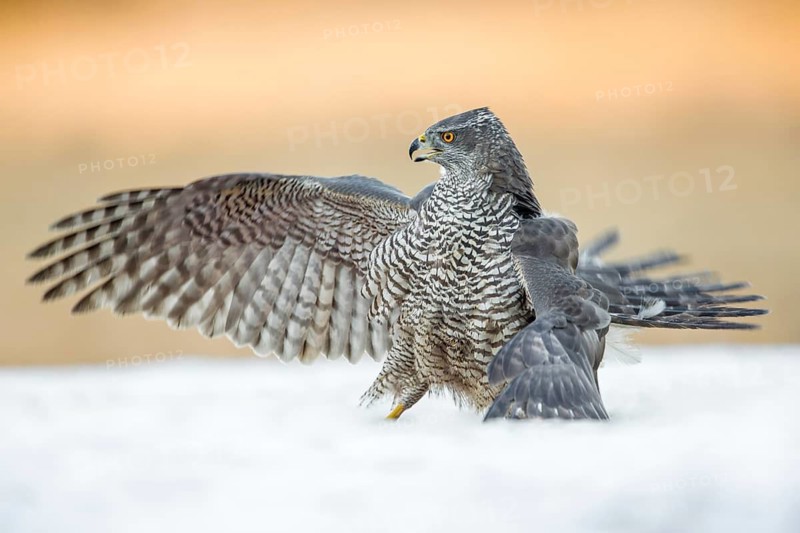 Northern Goshawk (Accipiter gentilis) perched on a snowy ground, Poland