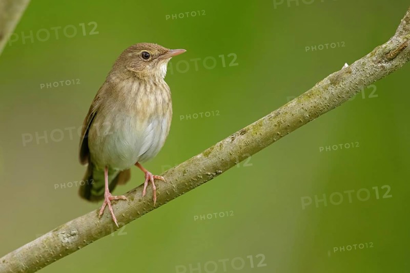 Flapping warbler, (Locustella fluviatilis), (Locustelle fluviatil), genus of warblers, Hungary, Europe, Tiszaalp-r, Kiskuns-gi National Park, B-cs-Kiskun, Hungary