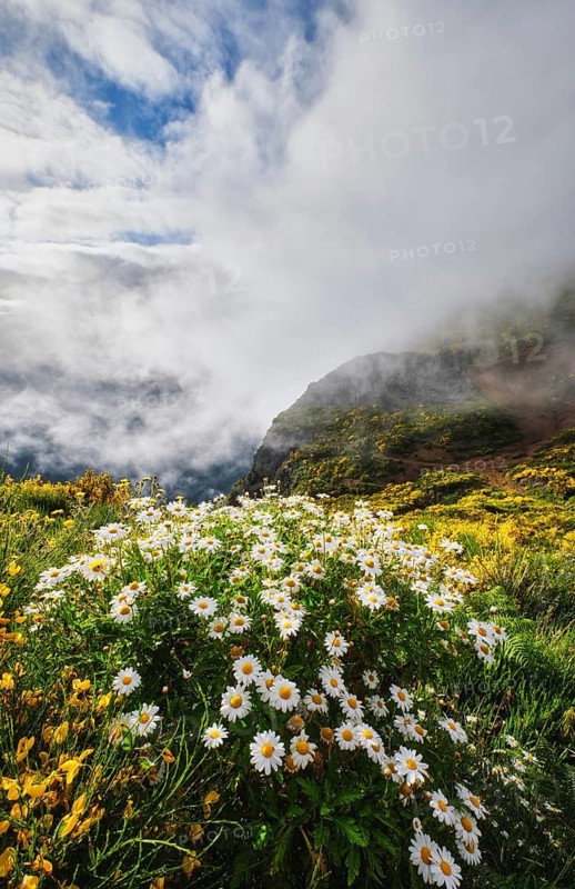 Madeira landscape with daisy flowers and blooming Cytisus shrubs and mountains in clouds. Miradouros do Paredao, Madeira island, Portugal