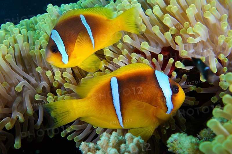 Red sea anemonefish (Amphiprion bicinctus)
