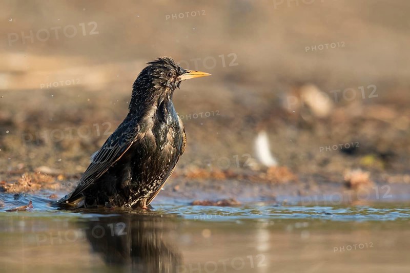 Common Starling (Sturnus vulgaris) bathing at waterhole, North Rhine-Westphalia, Germany
