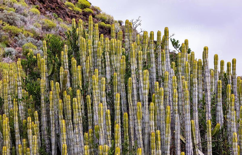 Canary Island spurge (Euphorbia canariensis) Mountain hike over the Santiago to Montana de Guama, Tenerife, Canary Islands, Spain
