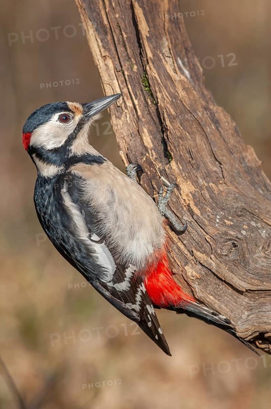 Great Spotted Woodpecker (Dendrocopos major) on a branch in the forest. Bas-Rhin, Alsace, Grand Est, France