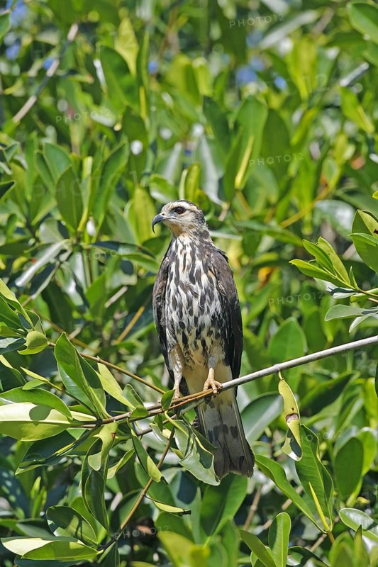 Snail Kite Rostrhamus sociabilis San Blas, Nayarit, Mexico 30 March Juvenile Accipitridae