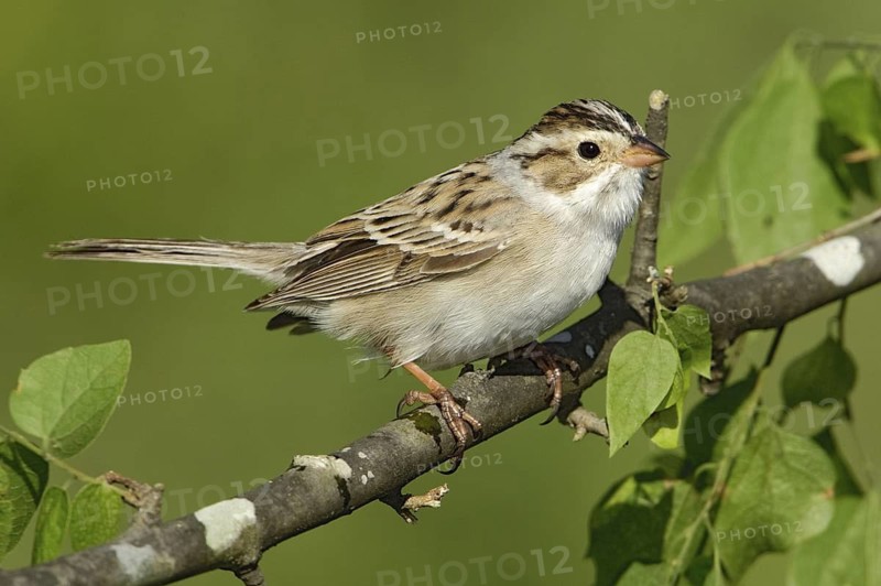 Clay-colored Sparrow (Spizella pallida), Texas, USA