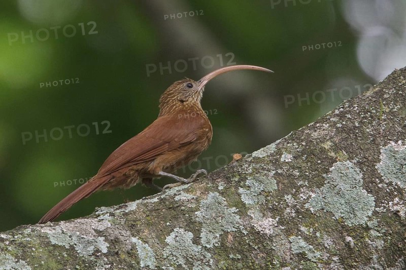 Red-billed Scythebill (Campylorhamphus trochilirostris) perched on a branch in Bolivia, South America