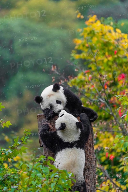 Two Giant Pandas, cubs, ailuropoda melanoleuca, climb in a tree