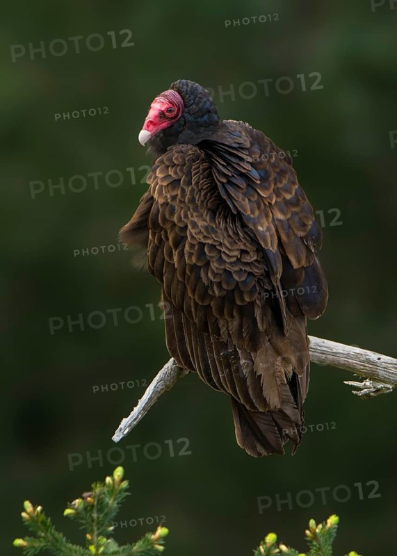 Turkey Vulture (Cathartes aura)