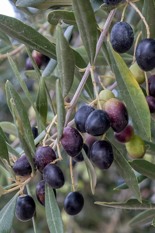 Branch of an olive tree with ripe dark blue olives surrounded by green leaves, Apulia, Italy