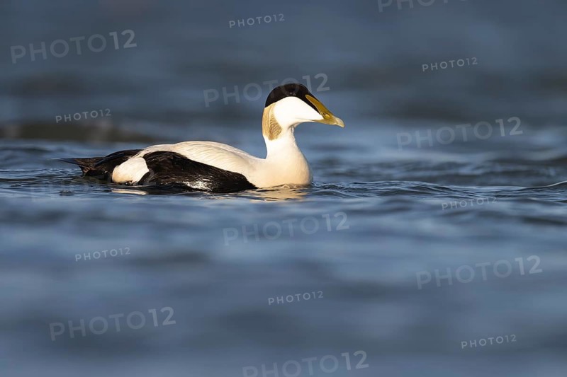 Eider duck (Somateria mollissima), Texel, Netherlands