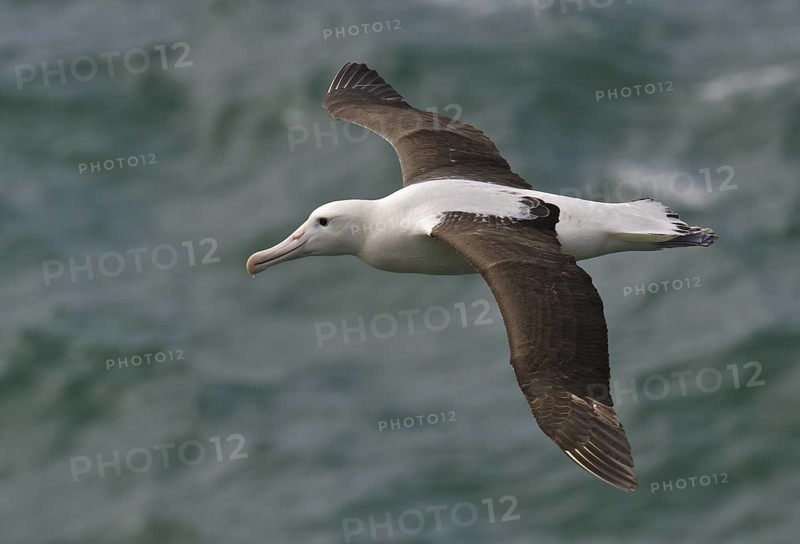 Northern Royal Albatross (Diomedea sanfordi), New Zealand
