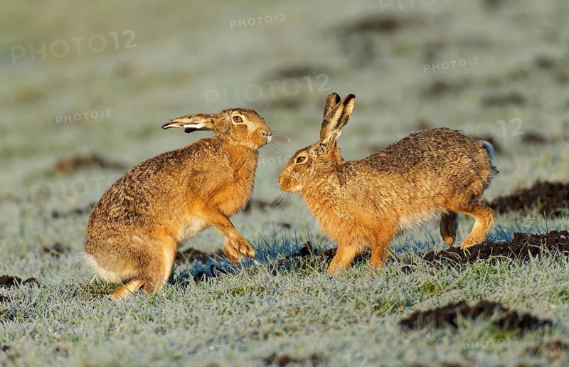 Brown hare (Lepus europaeus) pair on a hoarfrost-covered meadow, Lake Dümmer, Germany