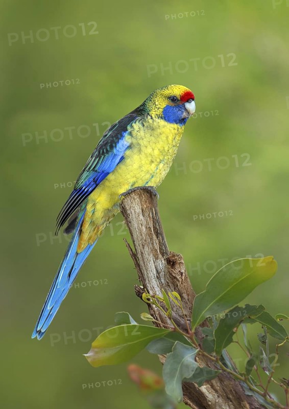 Green Rosella (Platycercus caledonicus), Tasmania, Australia